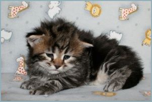 Male Siberian Kitten from Deedlebug Siberians
